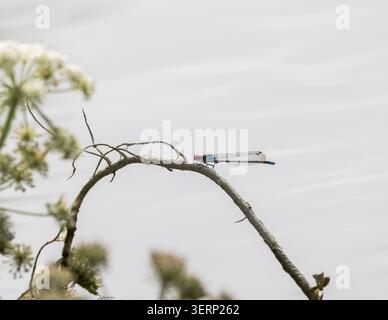 Rotäugige Damselfliege (Erythromma najas) männlich auf Pflanzenstiel bei einem Teich in Somerset, Großbritannien Stockfoto