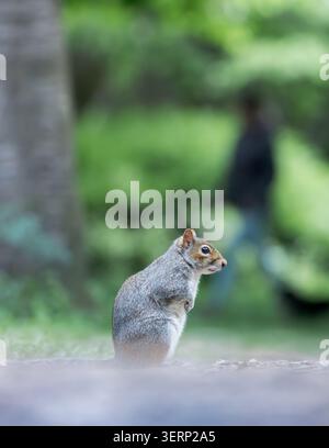 Graues Eichhörnchen (Sciurus carolinensis) auf dem Weg mit sehr unscharfer Person, die im Hintergrund im Devon Woodland vorbeiläuft Stockfoto
