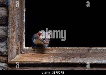 Buchenmarder / Steinmarder (Martes foina) mit Blick aus dem Fensterrahmen einer Holzscheune / Bauernhaus Stockfoto