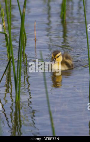 Entlein Stocktier Anas platyrhynchos, am Teich flauschig gelbes und dunkelbraunes Flaumfell weiche isolierende braune Streifen durch die Augen unten am Rücken und an den Seiten Stockfoto