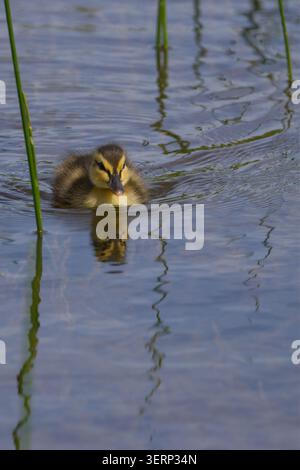 Entlein Stocktier Anas platyrhynchos, am Teich flauschig gelbes und dunkelbraunes Flaumfell weiche isolierende braune Streifen durch die Augen unten am Rücken und an den Seiten Stockfoto