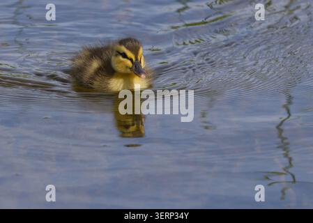 Entlein Stocktier Anas platyrhynchos, am Teich flauschig gelbes und dunkelbraunes Flaumfell weiche isolierende braune Streifen durch die Augen unten am Rücken und an den Seiten Stockfoto