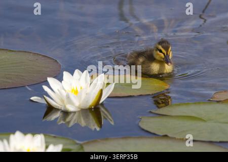Entlein Stocktier Anas platyrhynchos, am Teich flauschig gelbes und dunkelbraunes Flaumfell weiche isolierende braune Streifen durch die Augen unten am Rücken und an den Seiten Stockfoto