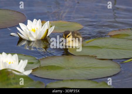Entlein Stocktier Anas platyrhynchos, am Teich flauschig gelbes und dunkelbraunes Flaumfell weiche isolierende braune Streifen durch die Augen unten am Rücken und an den Seiten Stockfoto