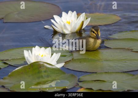 Entlein Stocktier Anas platyrhynchos, am Teich flauschig gelbes und dunkelbraunes Flaumfell weiche isolierende braune Streifen durch die Augen unten am Rücken und an den Seiten Stockfoto