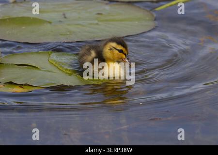 Entlein Stocktier Anas platyrhynchos, am Teich flauschig gelbes und dunkelbraunes Flaumfell weiche isolierende braune Streifen durch die Augen unten am Rücken und an den Seiten Stockfoto