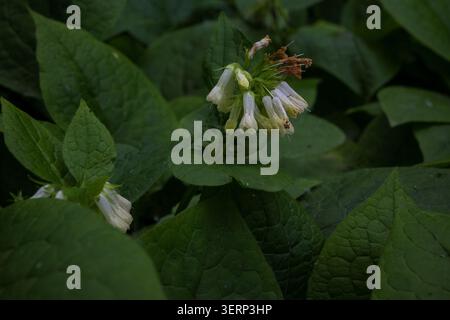 Horizontales Makro kleiner weißer glockenförmiger Waldblumen, umgeben von großen grünen Blättern. Ideal für Blogs zur Kräutermedizin, rustikale Naturplakate, Stockfoto