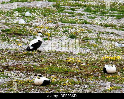 Somateria mollissima in Hodbarrow in Millom, Cumbria, Großbritannien. Stockfoto