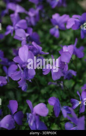 Eine Nahaufnahme von violetten wilden violetten Blumen in einem üppigen Garten in Illinois Stockfoto