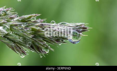 Regentropfen auf grünem Gras - frisches Naturmakro mit Wassertropfen. Hochwertige Fotos Stockfoto