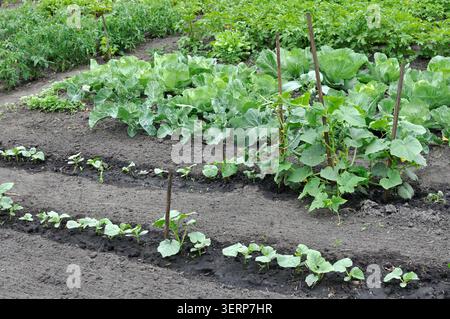 Biologisch angebautes Anbaugemüse im Gemüsegarten nach dem Gießen Stockfoto
