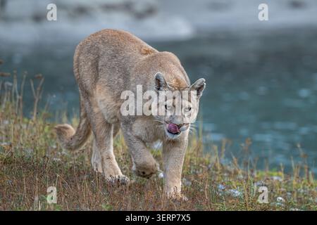 Puma leckt sich die Lippen, während er an einem Seeufer entlang läuft Stockfoto