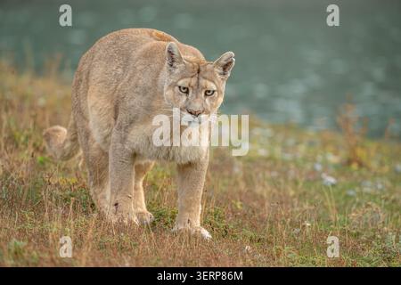 Puma spazieren am Rande eines Sees in Patagonien - Nahaufnahme Stockfoto