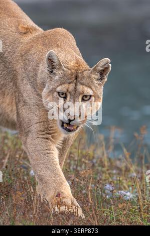 Puma am Ufer eines Sees in Patagonien - Nahaufnahme Porträt Stockfoto