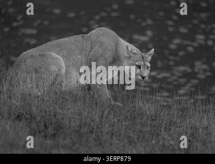 Puma spaziert am Rande eines Sees in Patagonien - gehockt Stockfoto