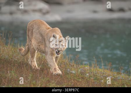 Puma spazieren am Rande eines Sees in Patagonien - Nahaufnahme Stockfoto