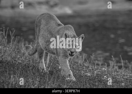 Puma spazieren am Rande eines Sees in Patagonien - Nahaufnahme Stockfoto