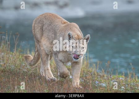 Puma spazieren am Rande eines Sees in Patagonien - Nahaufnahme Stockfoto