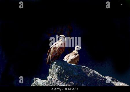 Paar Greifvögel im Nationalpark Monfrague, Extremadura, Spanien Stockfoto