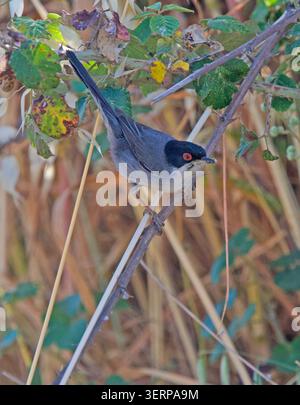 Sizilianische Grasmücke Curruca melanocephala füttert Trujillo Extremadura Spanien Stockfoto