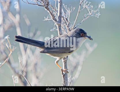 Sizilianische Grasmücke Curruca melanocephala füttert Trujillo Extremadura Spanien Stockfoto