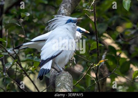 Bali-Starne sitzen auf einem Baum Stockfoto