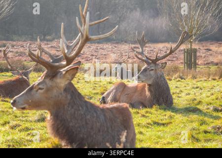Rotwild in Richmond Park, London, heller sonnendurchfluteter Tag Stockfoto
