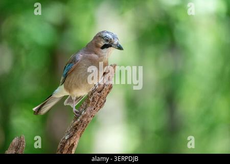 Eurasian jay (Garrulus glandarius) in einer Waldlandschaft Stockfoto