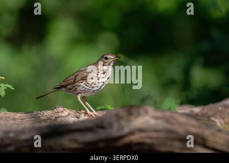 Singdrossel (Turdus Philomelos) Stockfoto