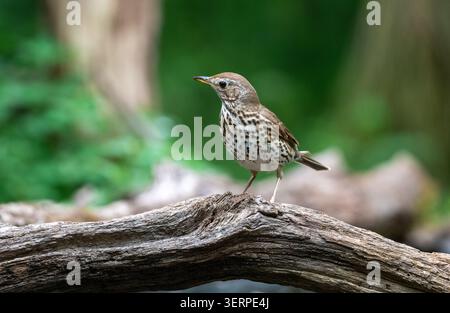 Singdrossel (Turdus Philomelos) Stockfoto