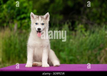 Verspielter sibirischer Husky-Welpe mit blauen Augen, der auf einem lila Tisch sitzt Stockfoto