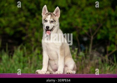 Reinrassiger sibirischer Husky-Welpe mit blauen Augen, der im Freien mit vollem Körper sitzt Stockfoto