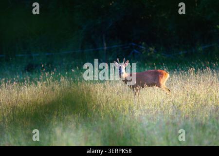 Ein Europäischer Reh-Bock (Capreolus capreolus) mit kleinen Geweihen, die während des frühen Morgengrases in hohem Wiesengras stehen. Stockfoto