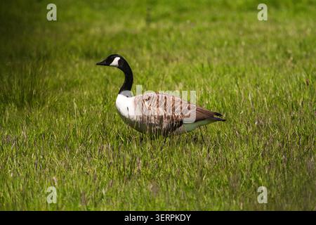 Seitenansicht einer erwachsenen Kanadas-Gans (Branta canadensis), die auf üppigem grünem Gras in einem öffentlichen Park steht. Stockfoto