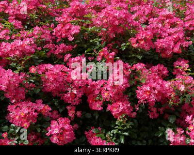 Wand aus rosa Rosen, kann als Hintergrund verwendet werden Stockfoto
