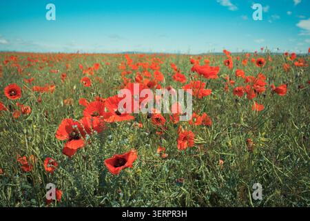 Rote Mohnblumen blühen über einem Sommerfeld unter blauem Himmel Stockfoto