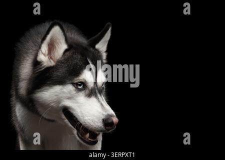 Nahaufnahme Porträt von wütend Hund sibirischen Husky auf isolierten schwarzen Hintergrund Stockfoto