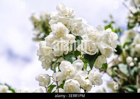 Makrojasminblüten. Blühender Jasminzweig mit weißen Blüten und saftig grünen Blättern am Himmel. Botanische Details, ornamentale Blüte. Stockfoto