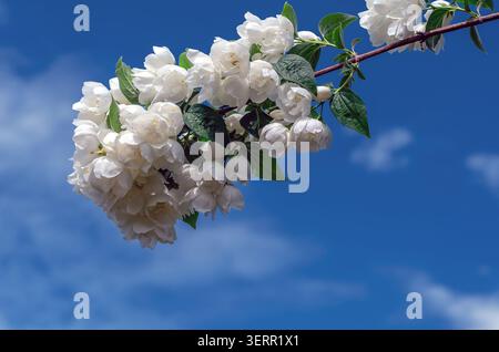 Himmel mit Jasminblüten. Blühender Jasminzweig mit weißen Blüten und saftig grünen Blättern am Himmel. Botanische Details, ornamentale Blüte. Stockfoto