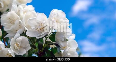 Makrojasminblüten. Blühender Jasminzweig mit weißen Blüten und saftig grünen Blättern am Himmel. Botanische Details, ornamentale Blüte. Stockfoto