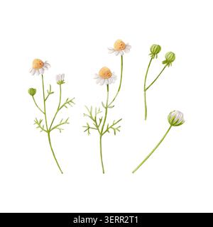 Handgezeichnete Aquarellkamillenblüten und Knospen isolierte Sammlung. Botanische Wiesenelemente für Kräuter- und Teeverpackungen. Stockfoto