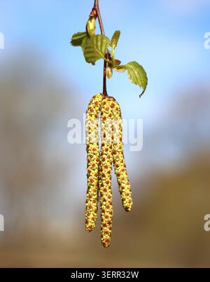 Betula pendula (Silberbirke) Catkins Stockfoto