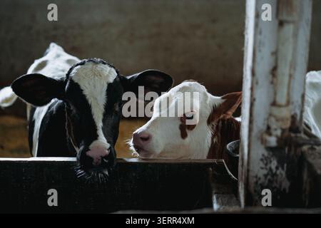 Nahporträt eines gefleckten Kalbes, der in einem Stall auf einem Bauernhof steht Stockfoto