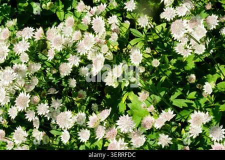 Vollbild-Bild von weißen und rosa Astrantia Hauptblumen, auch bekannt als Greater Masterwort Blooming in a Cornish Cottage Garden Border, Großbritannien Stockfoto