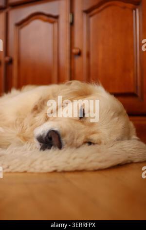 Niedlicher goldener Retriever, der in seinem Bett im Wohnzimmer schläft Stockfoto