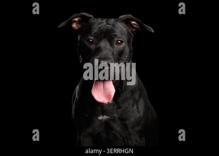 Entzückendes Porträt des Pitbull Dog isoliert auf schwarzem Hintergrund, Vorderansicht Stockfoto