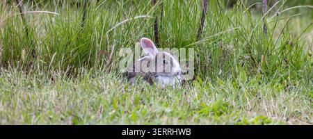 Ein kleines wildes Kaninchen schmiegt sich in hohes grünes Gras, das teilweise von Wiesenpflanzen verborgen ist. Weiches Fell und aufmerksame Ohren vermitteln Ruhe, Wildtiere und sport im Frühling Stockfoto