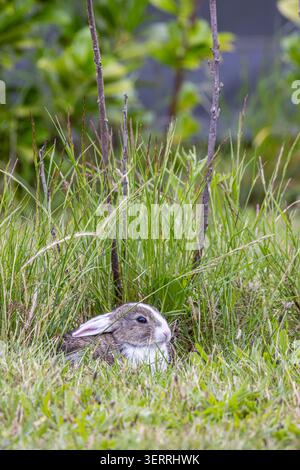 Ein kleines wildes Kaninchen schmiegt sich in hohes grünes Gras, das teilweise von Wiesenpflanzen verborgen ist. Weiches Fell und aufmerksame Ohren vermitteln Ruhe, Wildtiere und sport im Frühling Stockfoto