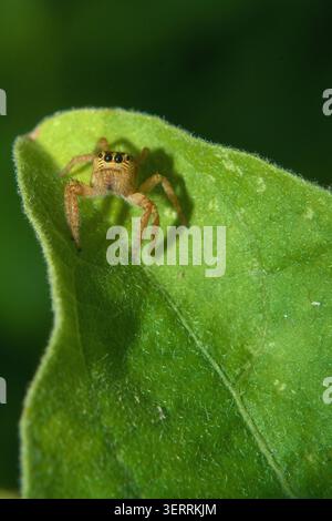 Makroaufnahme einer springenden Spinne (Familie Salticidae), die auf dem Rand eines grünen Blattes mit einem unscharfen natürlichen Hintergrund ruht. Selektiver Fokus im Vordergrund Stockfoto
