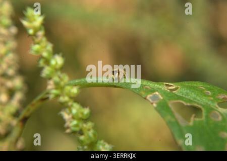 Makrofoto einer winzigen springenden Spinne (Familie Salticidae), die auf einem geschwungenen grünen Blatt mit natürlichem Bokeh-Hintergrund steht. Das Bild hebt den hervor Stockfoto